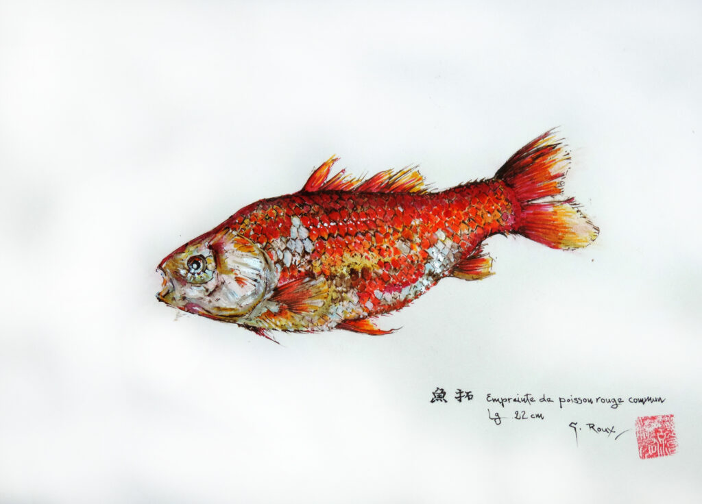 Collection de Gyotakus (empreintes de poissons traditionnelles japonaises) réalisée par l'artiste Georges Roux. Cette série présente diverses espèces comme la dorade, le baliste et le hareng, rehaussées de couleurs et d'annotations calligraphiées.