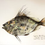 Collection de Gyotakus (empreintes de poissons traditionnelles japonaises) réalisée par l'artiste Georges Roux. Cette série présente diverses espèces comme la dorade, le baliste et le hareng, rehaussées de couleurs et d'annotations calligraphiées.