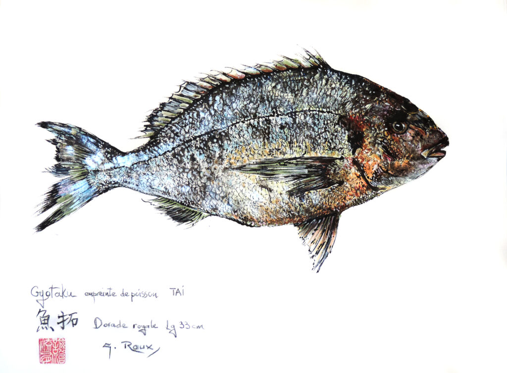 Collection de Gyotakus (empreintes de poissons traditionnelles japonaises) réalisée par l'artiste Georges Roux. Cette série présente diverses espèces comme la dorade, le baliste et le hareng, rehaussées de couleurs et d'annotations calligraphiées.