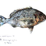 Collection de Gyotakus (empreintes de poissons traditionnelles japonaises) réalisée par l'artiste Georges Roux. Cette série présente diverses espèces comme la dorade, le baliste et le hareng, rehaussées de couleurs et d'annotations calligraphiées.