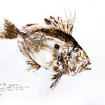 Collection de Gyotakus (empreintes de poissons traditionnelles japonaises) réalisée par l'artiste Georges Roux. Cette série présente diverses espèces comme la dorade, le baliste et le hareng, rehaussées de couleurs et d'annotations calligraphiées.