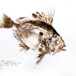 Collection de Gyotakus (empreintes de poissons traditionnelles japonaises) réalisée par l'artiste Georges Roux. Cette série présente diverses espèces comme la dorade, le baliste et le hareng, rehaussées de couleurs et d'annotations calligraphiées. — Georges Roux