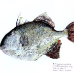 Collection de Gyotakus (empreintes de poissons traditionnelles japonaises) réalisée par l'artiste Georges Roux. Cette série présente diverses espèces comme la dorade, le baliste et le hareng, rehaussées de couleurs et d'annotations calligraphiées.