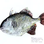 Collection de Gyotakus (empreintes de poissons traditionnelles japonaises) réalisée par l'artiste Georges Roux. Cette série présente diverses espèces comme la dorade, le baliste et le hareng, rehaussées de couleurs et d'annotations calligraphiées. — Georges Roux