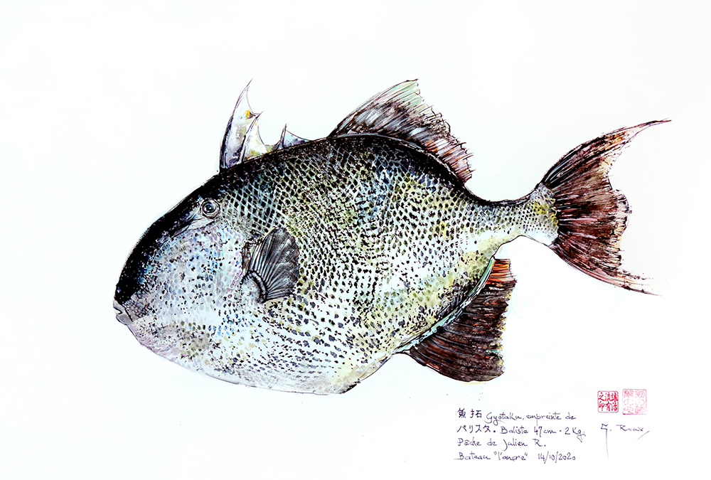 Collection de Gyotakus (empreintes de poissons traditionnelles japonaises) réalisée par l'artiste Georges Roux. Cette série présente diverses espèces comme la dorade, le baliste et le hareng, rehaussées de couleurs et d'annotations calligraphiées.