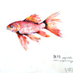 Collection de Gyotakus (empreintes de poissons traditionnelles japonaises) réalisée par l'artiste Georges Roux. Cette série présente diverses espèces comme la dorade, le baliste et le hareng, rehaussées de couleurs et d'annotations calligraphiées.