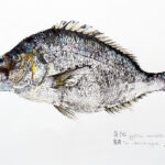 Collection de Gyotakus (empreintes de poissons traditionnelles japonaises) réalisée par l'artiste Georges Roux. Cette série présente diverses espèces comme la dorade, le baliste et le hareng, rehaussées de couleurs et d'annotations calligraphiées.