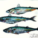 Collection de Gyotakus (empreintes de poissons traditionnelles japonaises) réalisée par l'artiste Georges Roux. Cette série présente diverses espèces comme la dorade, le baliste et le hareng, rehaussées de couleurs et d'annotations calligraphiées.