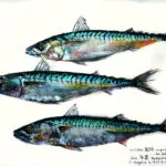 Collection de Gyotakus (empreintes de poissons traditionnelles japonaises) réalisée par l'artiste Georges Roux. Cette série présente diverses espèces comme la dorade, le baliste et le hareng, rehaussées de couleurs et d'annotations calligraphiées. — Georges Roux