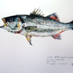 Collection de Gyotakus (empreintes de poissons traditionnelles japonaises) réalisée par l'artiste Georges Roux. Cette série présente diverses espèces comme la dorade, le baliste et le hareng, rehaussées de couleurs et d'annotations calligraphiées.