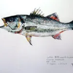 Collection de Gyotakus (empreintes de poissons traditionnelles japonaises) réalisée par l'artiste Georges Roux. Cette série présente diverses espèces comme la dorade, le baliste et le hareng, rehaussées de couleurs et d'annotations calligraphiées. — Georges Roux