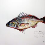 Collection de Gyotakus (empreintes de poissons traditionnelles japonaises) réalisée par l'artiste Georges Roux. Cette série présente diverses espèces comme la dorade, le baliste et le hareng, rehaussées de couleurs et d'annotations calligraphiées.