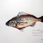 Collection de Gyotakus (empreintes de poissons traditionnelles japonaises) réalisée par l'artiste Georges Roux. Cette série présente diverses espèces comme la dorade, le baliste et le hareng, rehaussées de couleurs et d'annotations calligraphiées. — Georges Roux