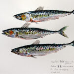 Collection de Gyotakus (empreintes de poissons traditionnelles japonaises) réalisée par l'artiste Georges Roux. Cette série présente diverses espèces comme la dorade, le baliste et le hareng, rehaussées de couleurs et d'annotations calligraphiées.