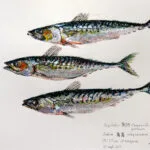 Collection de Gyotakus (empreintes de poissons traditionnelles japonaises) réalisée par l'artiste Georges Roux. Cette série présente diverses espèces comme la dorade, le baliste et le hareng, rehaussées de couleurs et d'annotations calligraphiées. — Georges Roux
