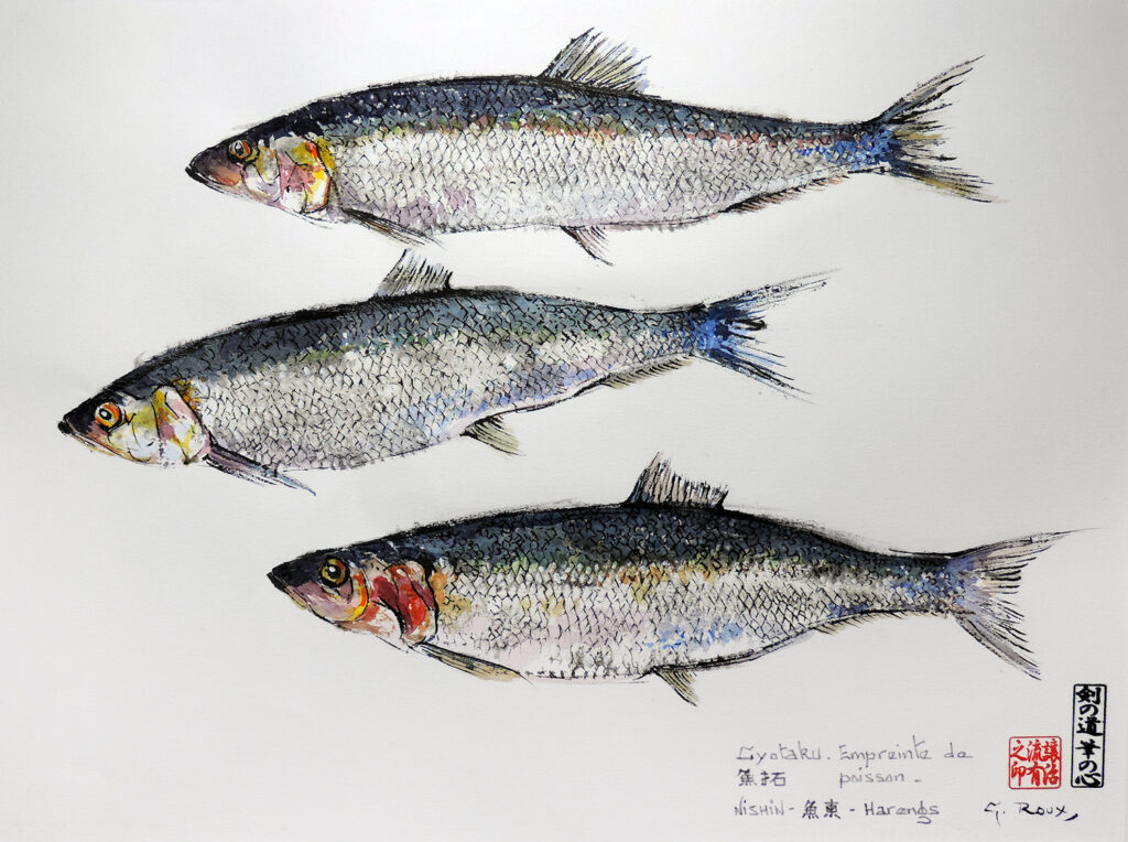Collection de Gyotakus (empreintes de poissons traditionnelles japonaises) réalisée par l'artiste Georges Roux. Cette série présente diverses espèces comme la dorade, le baliste et le hareng, rehaussées de couleurs et d'annotations calligraphiées.