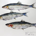 Collection de Gyotakus (empreintes de poissons traditionnelles japonaises) réalisée par l'artiste Georges Roux. Cette série présente diverses espèces comme la dorade, le baliste et le hareng, rehaussées de couleurs et d'annotations calligraphiées.