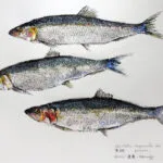 Collection de Gyotakus (empreintes de poissons traditionnelles japonaises) réalisée par l'artiste Georges Roux. Cette série présente diverses espèces comme la dorade, le baliste et le hareng, rehaussées de couleurs et d'annotations calligraphiées. — Georges Roux
