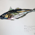 Collection de Gyotakus (empreintes de poissons traditionnelles japonaises) réalisée par l'artiste Georges Roux. Cette série présente diverses espèces comme la dorade, le baliste et le hareng, rehaussées de couleurs et d'annotations calligraphiées.