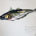 Collection de Gyotakus (empreintes de poissons traditionnelles japonaises) réalisée par l'artiste Georges Roux. Cette série présente diverses espèces comme la dorade, le baliste et le hareng, rehaussées de couleurs et d'annotations calligraphiées. — Georges Roux