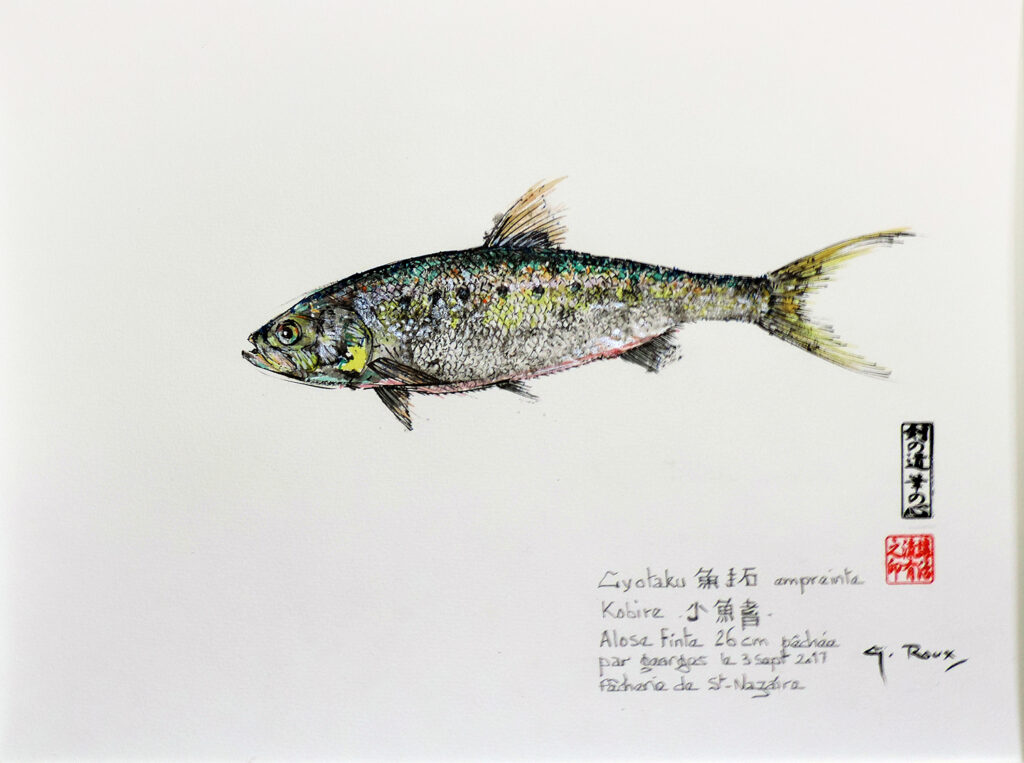 Collection de Gyotakus (empreintes de poissons traditionnelles japonaises) réalisée par l'artiste Georges Roux. Cette série présente diverses espèces comme la dorade, le baliste et le hareng, rehaussées de couleurs et d'annotations calligraphiées.