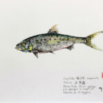 Collection de Gyotakus (empreintes de poissons traditionnelles japonaises) réalisée par l'artiste Georges Roux. Cette série présente diverses espèces comme la dorade, le baliste et le hareng, rehaussées de couleurs et d'annotations calligraphiées.