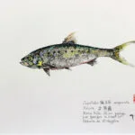 Collection de Gyotakus (empreintes de poissons traditionnelles japonaises) réalisée par l'artiste Georges Roux. Cette série présente diverses espèces comme la dorade, le baliste et le hareng, rehaussées de couleurs et d'annotations calligraphiées. — Georges Roux
