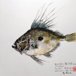 Collection de Gyotakus (empreintes de poissons traditionnelles japonaises) réalisée par l'artiste Georges Roux. Cette série présente diverses espèces comme la dorade, le baliste et le hareng, rehaussées de couleurs et d'annotations calligraphiées.