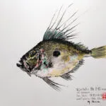 Collection de Gyotakus (empreintes de poissons traditionnelles japonaises) réalisée par l'artiste Georges Roux. Cette série présente diverses espèces comme la dorade, le baliste et le hareng, rehaussées de couleurs et d'annotations calligraphiées. — Georges Roux