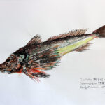 Collection de Gyotakus (empreintes de poissons traditionnelles japonaises) réalisée par l'artiste Georges Roux. Cette série présente diverses espèces comme la dorade, le baliste et le hareng, rehaussées de couleurs et d'annotations calligraphiées.