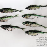 Collection de Gyotakus (empreintes de poissons traditionnelles japonaises) réalisée par l'artiste Georges Roux. Cette série présente diverses espèces comme la dorade, le baliste et le hareng, rehaussées de couleurs et d'annotations calligraphiées.