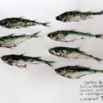 Collection de Gyotakus (empreintes de poissons traditionnelles japonaises) réalisée par l'artiste Georges Roux. Cette série présente diverses espèces comme la dorade, le baliste et le hareng, rehaussées de couleurs et d'annotations calligraphiées. — Georges Roux