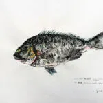 Collection de Gyotakus (empreintes de poissons traditionnelles japonaises) réalisée par l'artiste Georges Roux. Cette série présente diverses espèces comme la dorade, le baliste et le hareng, rehaussées de couleurs et d'annotations calligraphiées. — Georges Roux