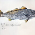 Maigre — Georges Roux