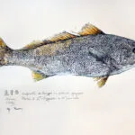 Maigre — Georges Roux